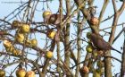 fieldfare_130112a.jpg