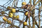 fieldfare_130112c.jpg