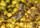 fieldfare_151207a.jpg