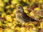 fieldfare_151207c.jpg