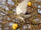 Filename=fieldfare_151207e.jpg
Filesize=182KB
Dimensions=800x581
Date added=Aug 01, 2008 fieldfare_151207e.jpg