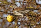 fieldfare_151207f.jpg