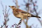 fieldfare_171208a.jpg