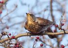 fieldfare_171208c.jpg