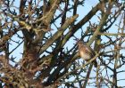 fieldfare_171210b.jpg