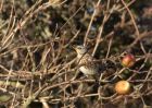 fieldfare_171210c.jpg