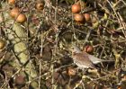 fieldfare_171210h.jpg