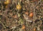 fieldfare_171210i.jpg