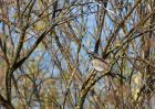 fieldfare_201010a.jpg