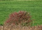 fieldfare_201010c.jpg