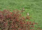 fieldfare_201010d.jpg