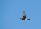 fieldfare_201010e.jpg