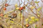 fieldfare_211115b.jpg