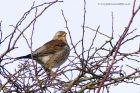 fieldfare_220113a.jpg