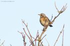 fieldfare_221115b.jpg