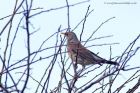 fieldfare_231112a.jpg