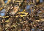 fieldfare_231210a.jpg