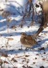 Filename=fieldfare_231210d.jpg
Filesize=250KB
Dimensions=715x1000
Date added=Dec 24, 2010 fieldfare_231210d.jpg