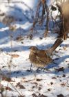 fieldfare_231210d.jpg