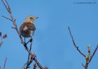 fieldfare_231210j.jpg