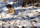 fieldfare_231210k.jpg