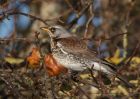 fieldfare_231210n.jpg