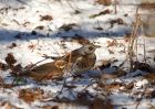 fieldfare_231210o.jpg