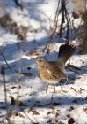 fieldfare_231210p.jpg