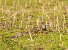 fieldfare_240308a.jpg