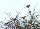 fieldfare_240308d.jpg