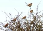 fieldfare_240308e.jpg