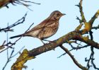 fieldfare_271208a.jpg