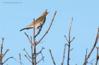 fieldfare_271215a.jpg