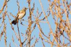 fieldfare_281216a.jpg