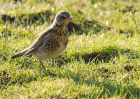 fieldfare_300110b.jpg