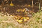 fieldfare_MM_010221a.jpg