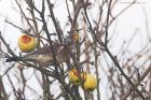 fieldfare_MM_050121a.jpg