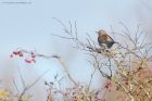 fieldfare_MM_191120a.jpg