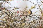 fieldfare_MM_191120b.jpg