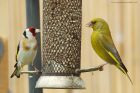 finches_gdn_030620a.jpg