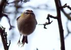 firecrest_070309a.jpg