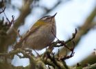 firecrest_070309c.jpg