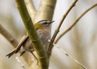 firecrest_070309e.jpg