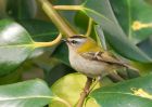 firecrest_070309h.jpg