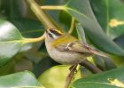 firecrest_070309i.jpg