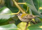 firecrest_070309j.jpg