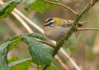 firecrest_140309a.jpg