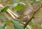 firecrest_140309b.jpg