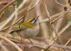 firecrest_140309c.jpg