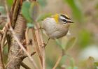 firecrest_140309e.jpg